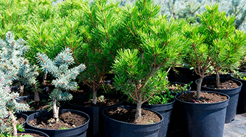 GS Group contributes to saving the Russian forests by planting 2 million trees annually